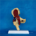 De alta calidad de la cadera humana anatómica esqueleto modelo (r040104)